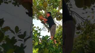 farmingরিমিক্সতিনি কাঁঠাল তুলছেন farming harvesting fruitgarden