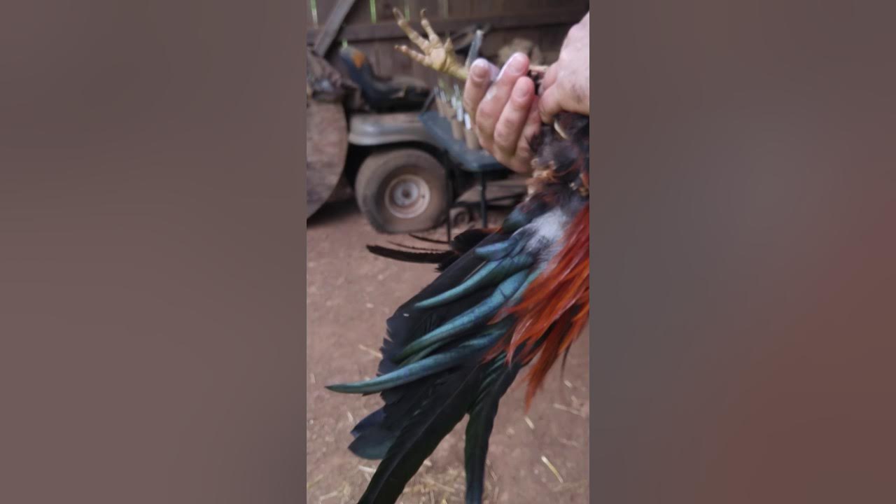 How to cut a roosters spurs. YouTube