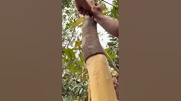 Harvesting cinnamon spice process
