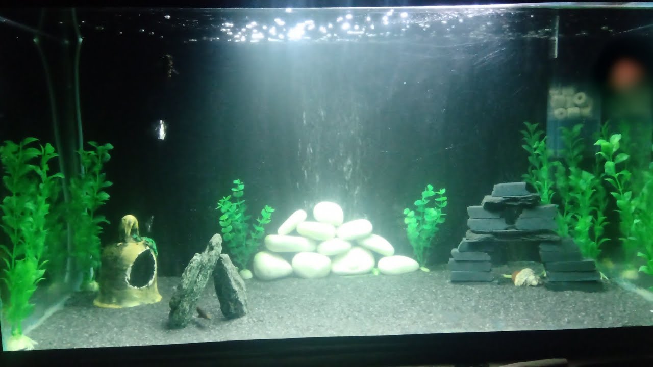How to setup a arowana tank(decorating new arowana tank)how to setup a