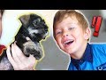 SURPRISING KIDS WITH A NEW PUPPY!