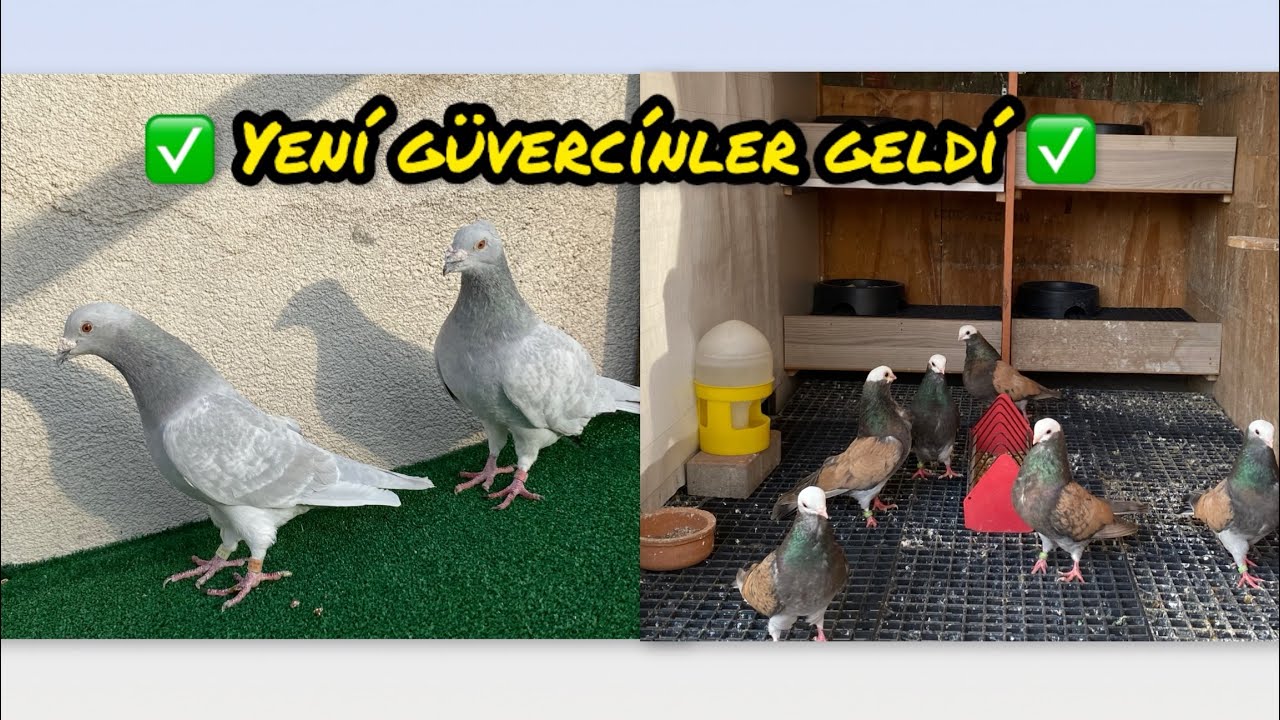 ✅ GÜVERCİN KÜMESİMİZE YENİ KUŞLAR GELDİ ve KÜMESİMİZDEKİ SON DURUM ✅ 