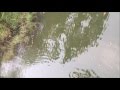 Странное существо плавает в речке возле моего дома. Индонезия