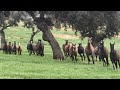 Potros y potras caballos y yeguas pura raza española first time