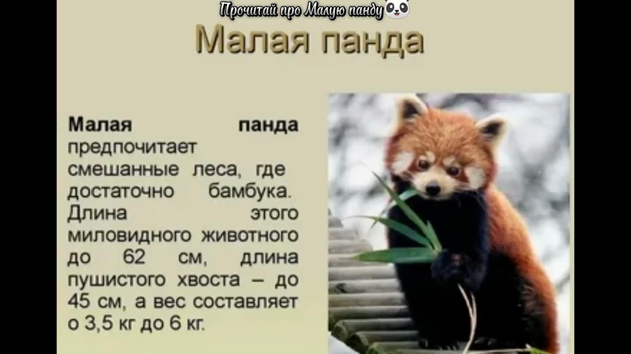 Растения и животные проект 5 класс Природа урала описание и характеристики, растения и животные, интересные факты