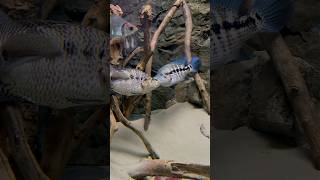 Jaguar Cichlid Vs Wolf Cichlid Parachromis Managuensis Vs Parachromis Dovii