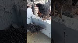 ração para as franguinhas Plymouth Rock Barrada #galinha #sitio #vidanaroça