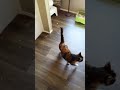izzy reacts to being free!!! floofy tail