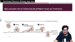 Neutrophils structure and function explained | Cells of immune system | Shomu's Biology