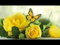 Yellow Roses  ...   (music Michel Pepe) ...