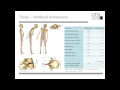 Webinar spine parameter the influence of vertebral geometrical parameters on lumbar spine loading