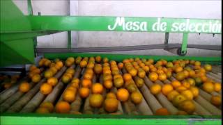 Proceso de lavado y Encerado de Citrico