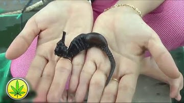 Cá Ngựa và tác dụng chữa bệnh