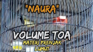 SOGON 'NAURA' MATERI PRENJAK LUMUT VOLUME TOA||CANDRA POS SUKOHARJO