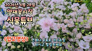 We Hope You Have A Relaxing Time Watching The  Of The Yangjae Flower Market Plant Tube Arriv