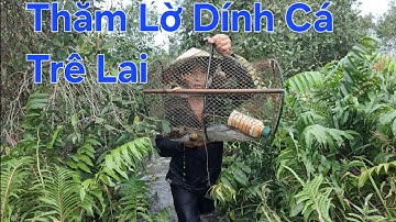 Thăm Lờ Dính Cá Lóc Đồng, Cá Trê Lai, Lụm Ốc Bươu Vàng Mùa Nước Nổi @nhutvlog9 