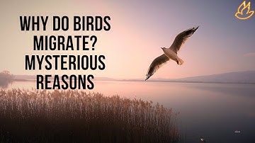 Why do birds migrate | bird migration facts | why birds migrate | migration of birds