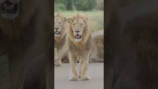 Three Male #lions @PKSafaris #krugerparksafari  #krugernationalpark #wildlife