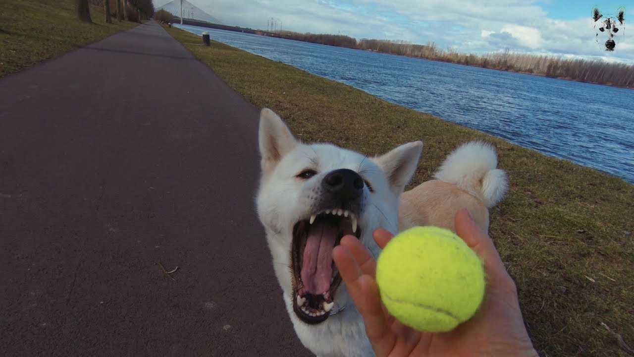 My dog doesn't like ball games?! YouTube