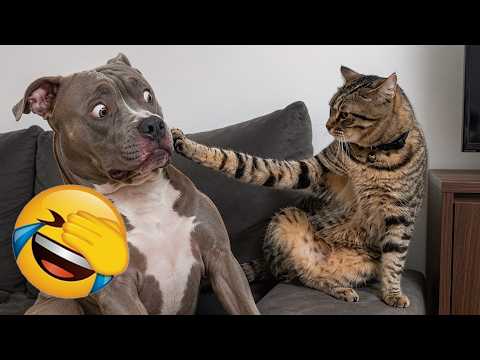 Ultimate Funny Cats and Dogs 2026 🤪Try not to laugh 🐶😹