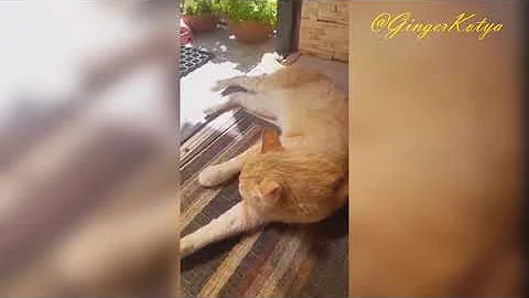 Video 11583751: big bengal tiger, bengal house, cat tiger
