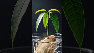 Growning with Mango 🥭 for glass