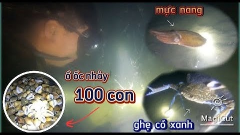 Lặn biển bắt hải sản tại đảo rông khánh hòa gặp ngay ổ ốc cái gần 100 con | 1 đêm lặn biển bội thu