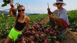ABSOLUTE GIANT BEET HARVEST