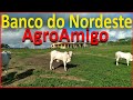 AgroAmigo - Empréstimo rural do Banco do Nordeste -