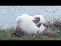 Albatross Chick Spruces Up Her Play Nest Before Settling In | DOC | Cornell Lab