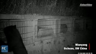 Black bear stealing honey caught on camera in SW China screenshot 5