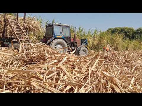      عزم الرجال شاهد تحميل القصب