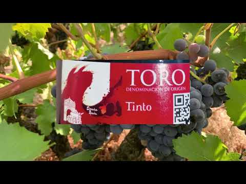 ქართველი ახალგაზრდა  მეღვინეები ესპანეთის მარნებში