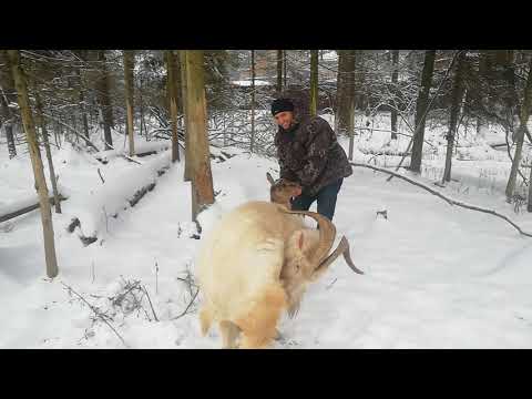 коза и козел . спаривание. покрытие Циля впервые с козлом  #спаривание #спариваниекоз #козоводство