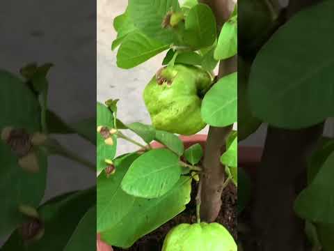 Videó: Guava gyümölcsfák mozgatása – Ismerje meg a guavafa átültetését