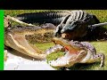 These Alligators Don't Give Up Without a Fight! | Lone Star Law