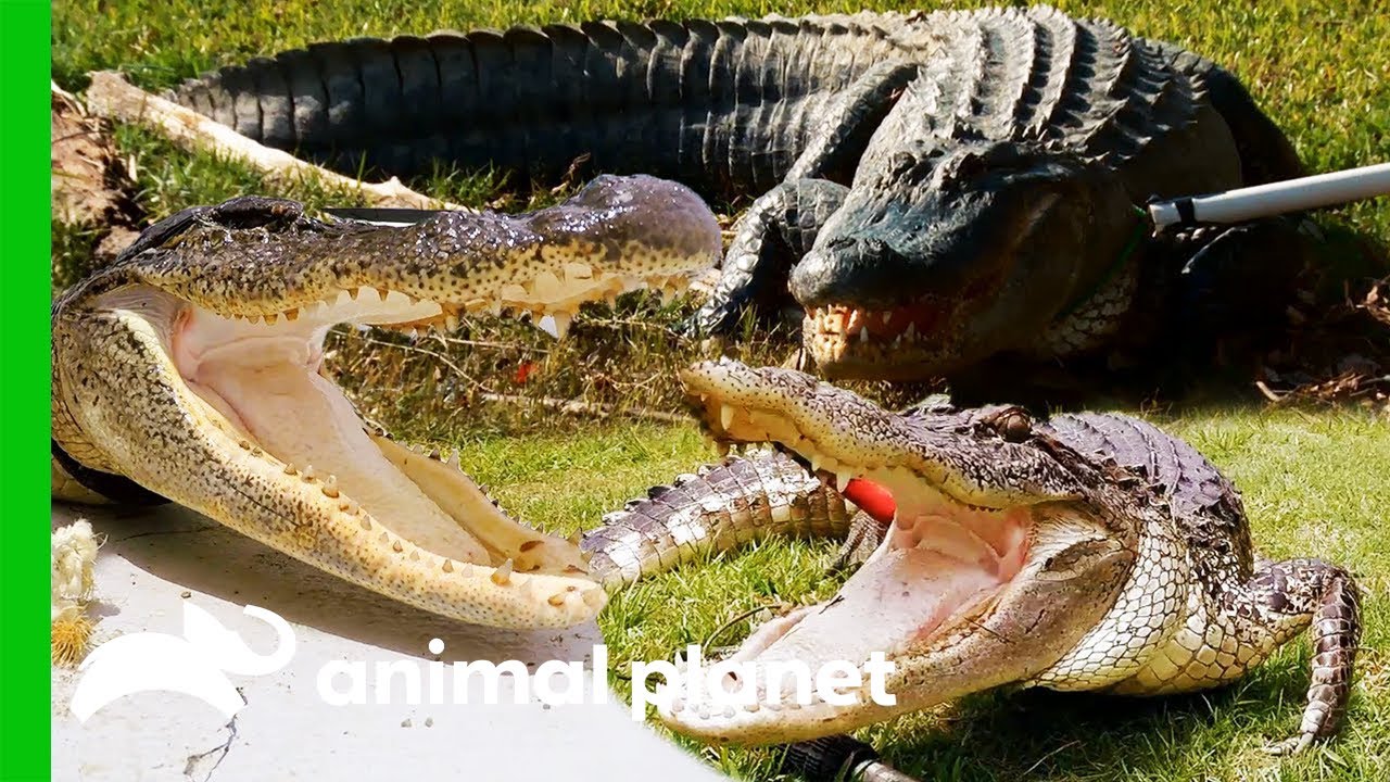 These Alligators Don't Give Up Without a Fight! | Lone Star Law - YouTube