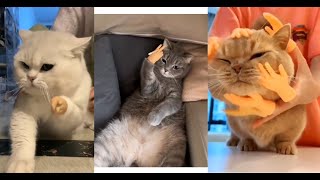 EPIC FAILS Cats vs. Dogs Showdown! Try Not to Laugh Challenge 😂🐱🐶