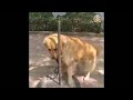 Pooches Pussies Escaping The Return Of Opera By Chicken Global Genius Pooches Pussies Escaping The Return Of Opera By Chicken Global Genius