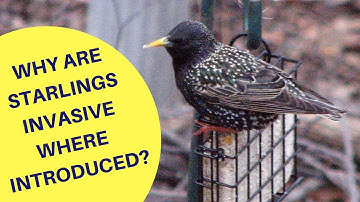 Why are Starlings an Invasive Species Where Introduced 2018
