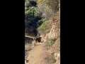 Sierra Madre hiker encounters bear and 2 cubs on trail