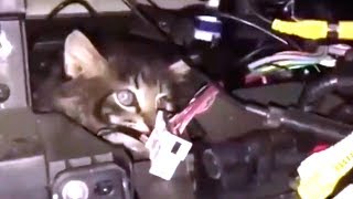 Кот залез в двигатель! Как достать кота из под капота? ||Смешные моменты из жизни, Happy Head