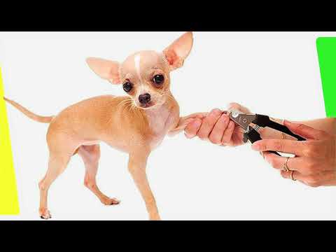 Ветеринарная клиника Смоленск Биотех
