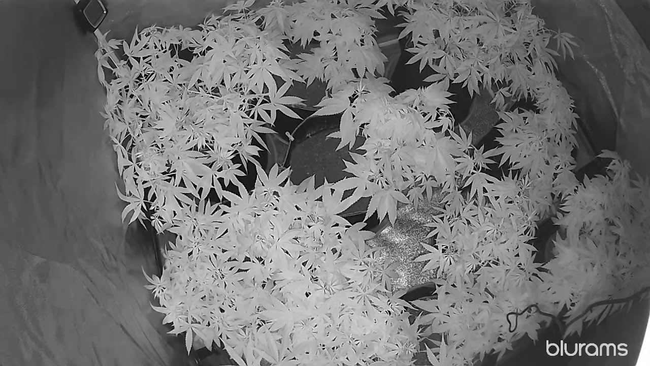 First Week of Flower Day 1 (Fox Farm/Coco) YouTube