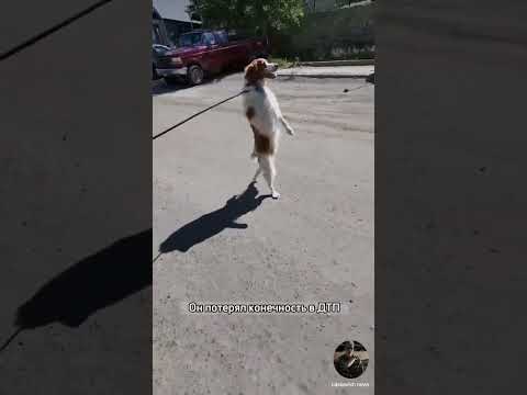 Видео: Могут ли трехногие собаки ходить в походы?