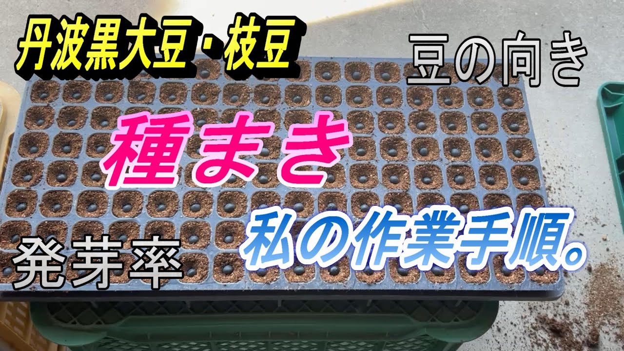 【丹波黒大豆】種まきしました。私の作業手順と方法、今年も発芽率90%以上を目指します。