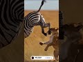 Lion Falls to Zebra Kick #shorts #wildlife #lion