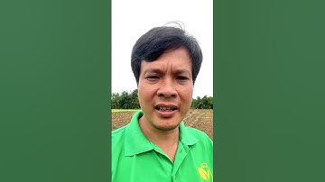 Mô hình tưới chuối với cách bố trí mới, hiệu quả