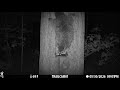 Raccoon Feeding at the Squirrel Feeder in the Woods