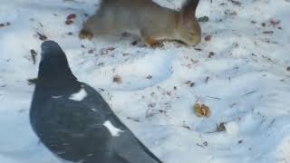 Белка голубь и орех - Squirrel pigeon and nut - Piccione e noce di scoiattolo